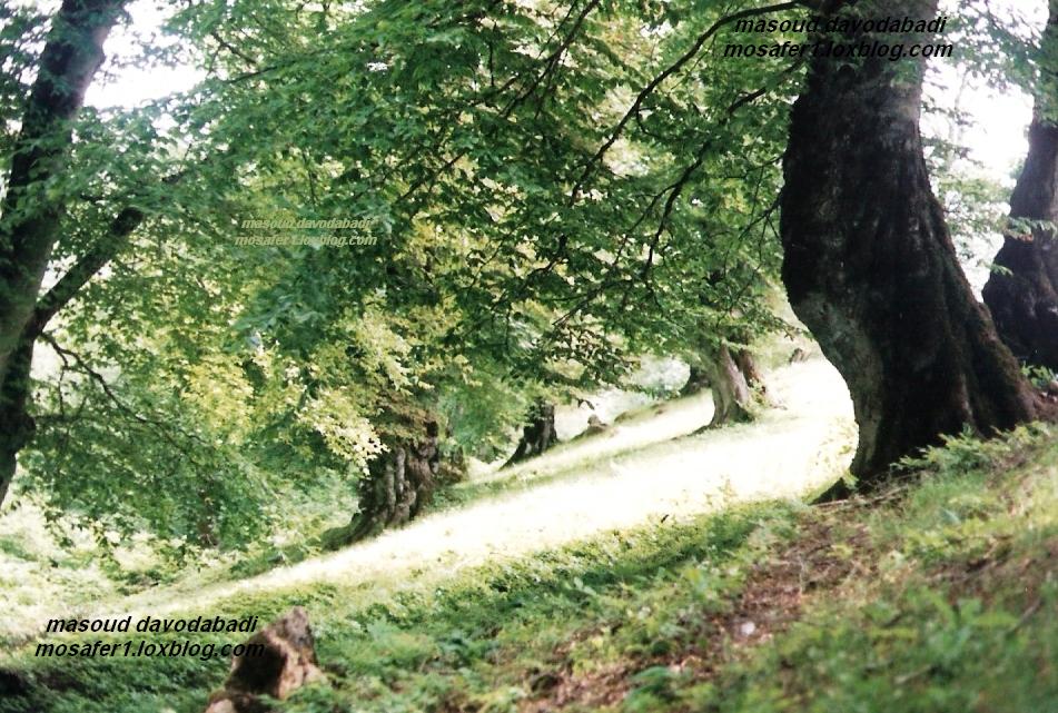منظره زیبا
